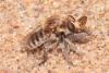 Sisyrnodytes sp.
